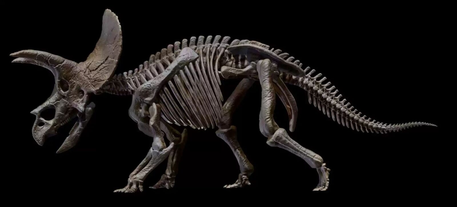 1/10 Triceratops Skeleton Model