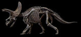 1/10 Triceratops Skeleton Model