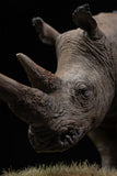 De CLAY Studio White rhinoceros Model