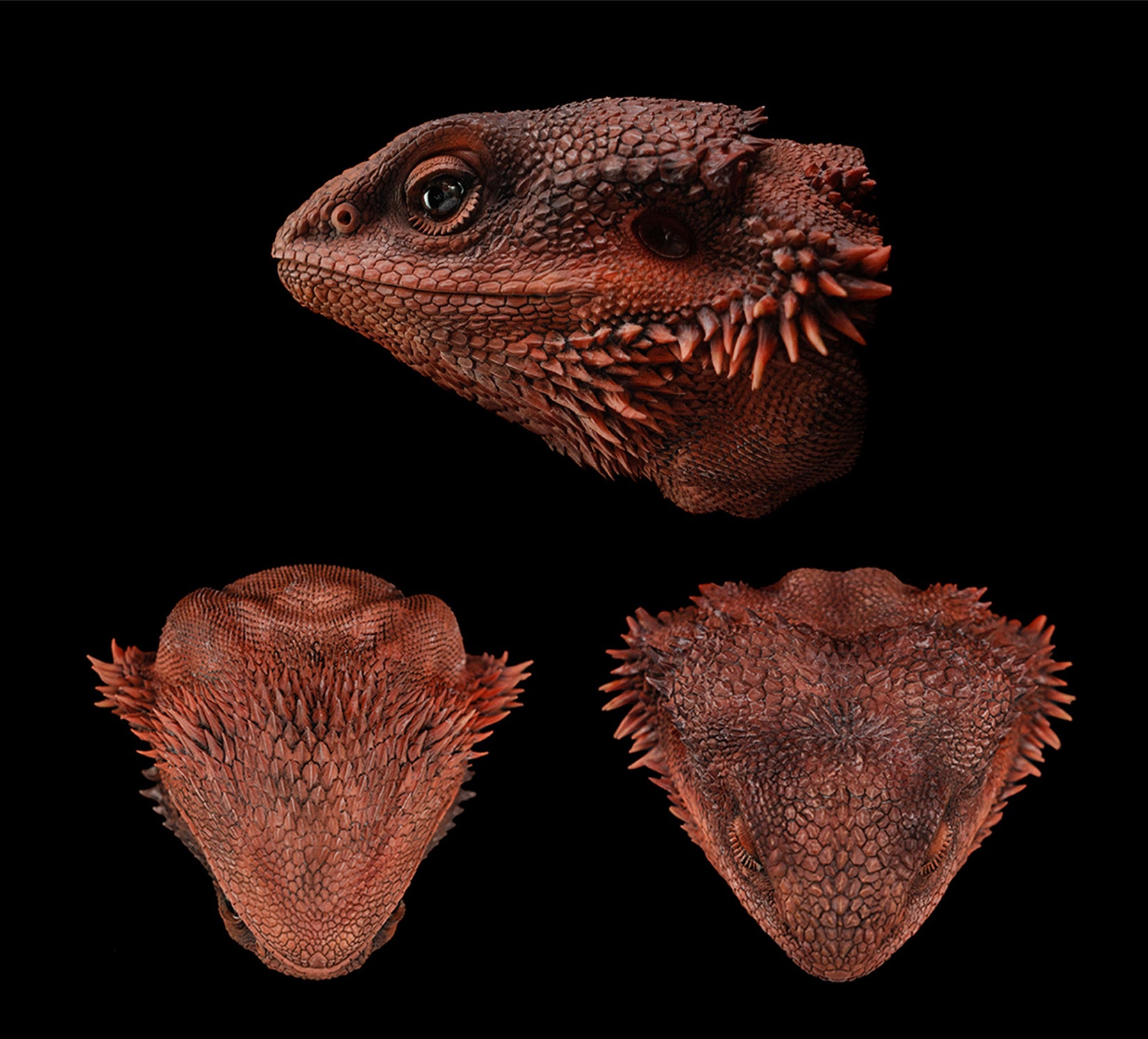 Pogona Vitticeps Head Model