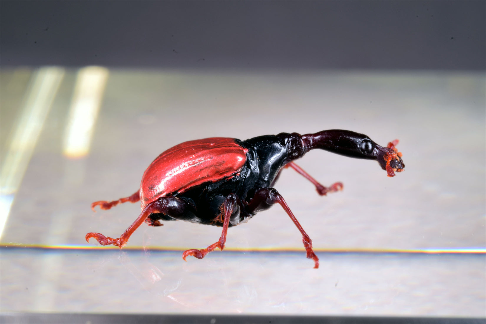 Trachelophorus Giraffa Insect Model