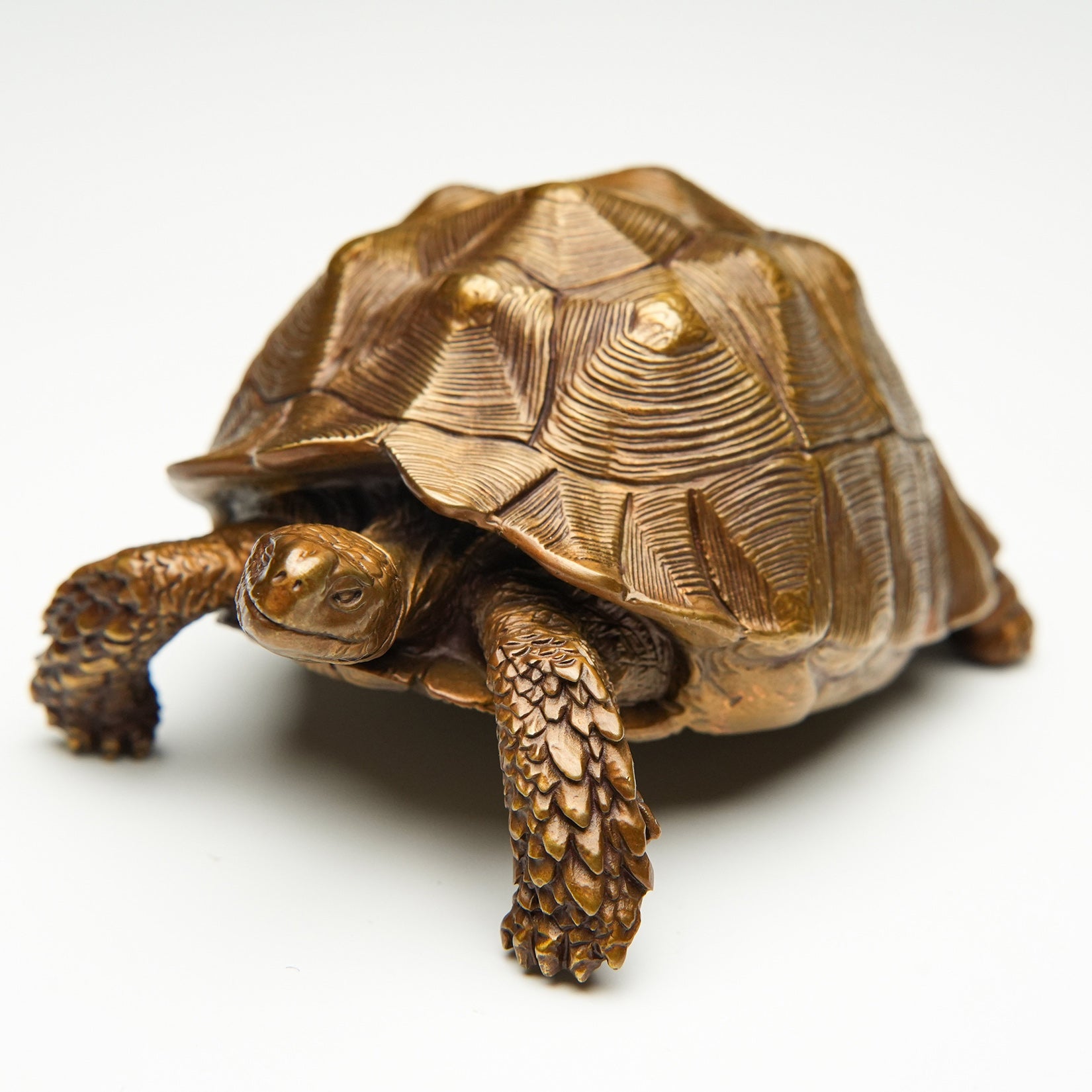 BOWUZHI Studio Sahel Tortoise Bronze Edition Model