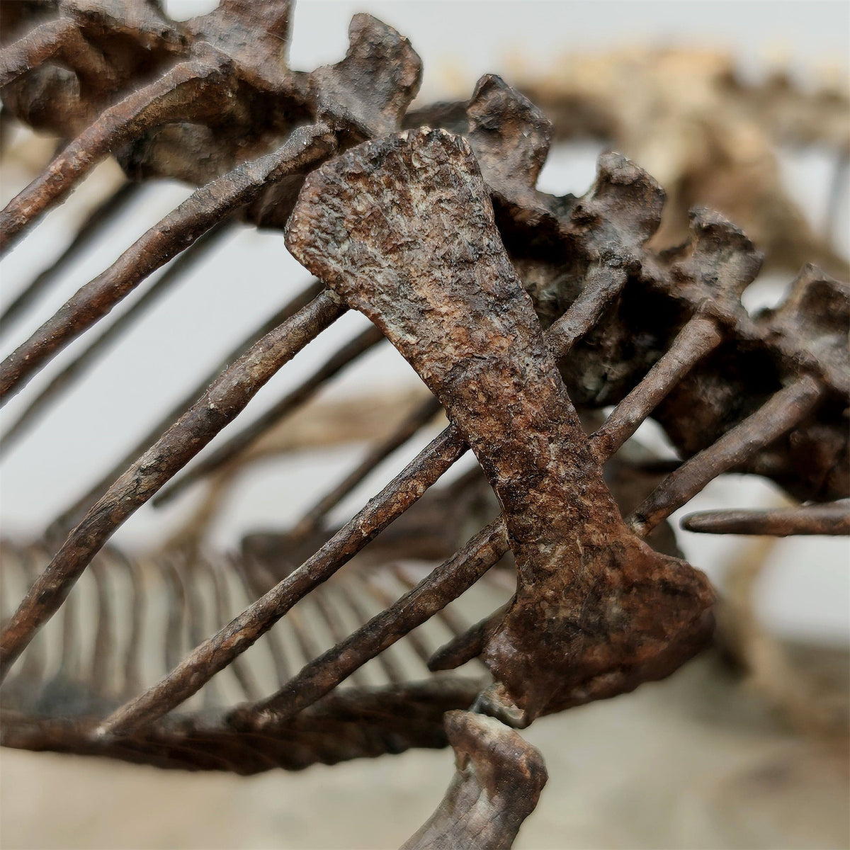 3D Printed 1:10 Scale Dilophosaurus Hunting Skull Model