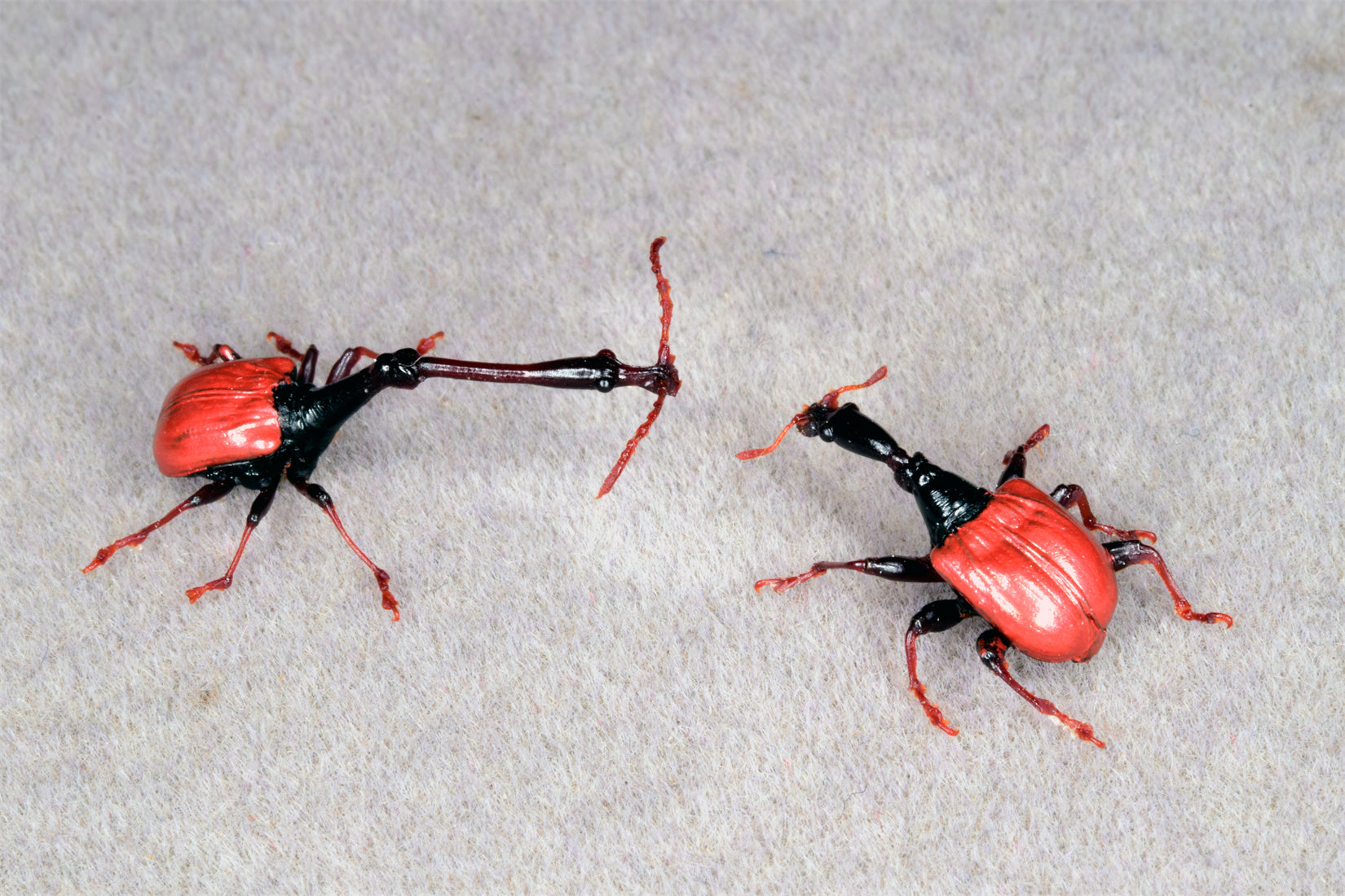 Trachelophorus Giraffa Insect Model