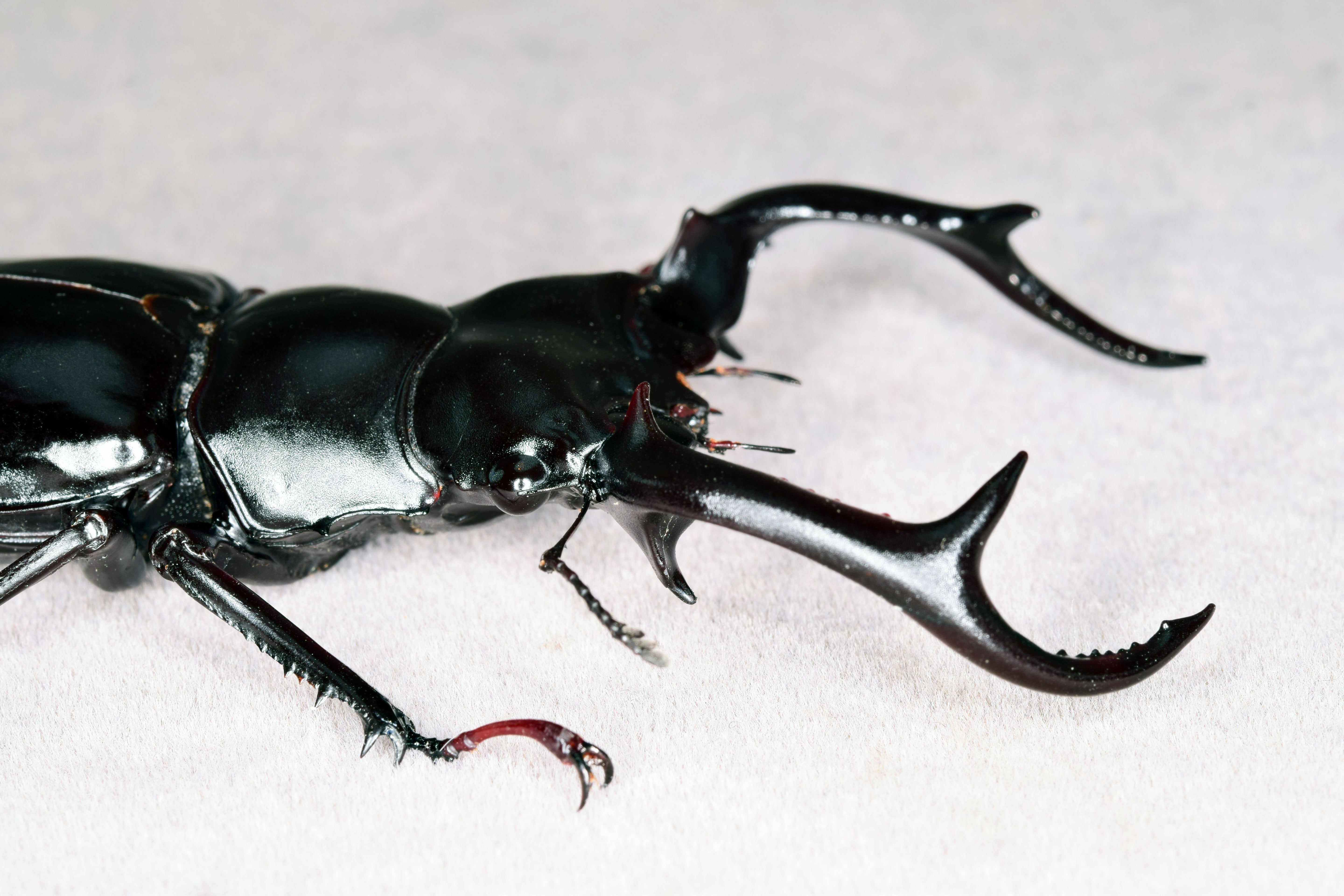 Rhaetus Westwoodi Kazumiae Fridge Magnet Model