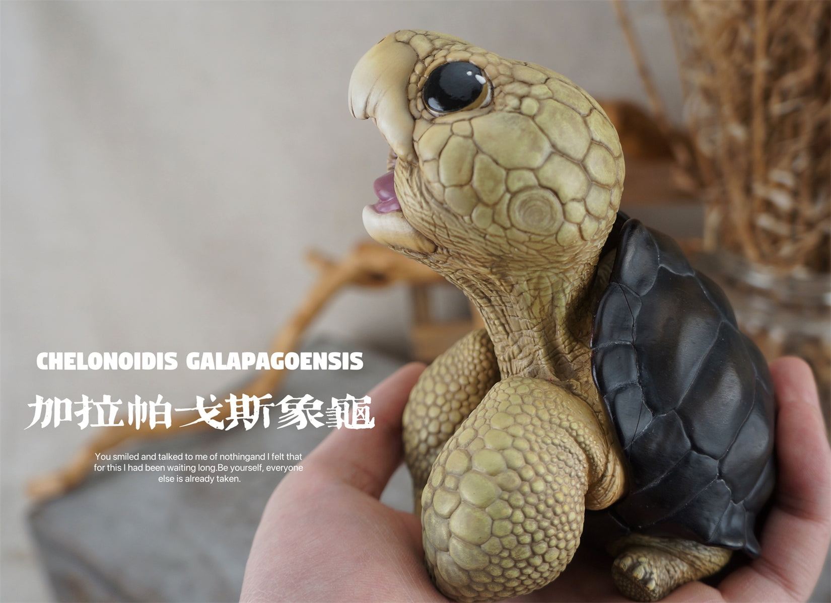 BOWUZHI Studio Geochelone Carbonaria & Chelonoidis Galapagoensis Model