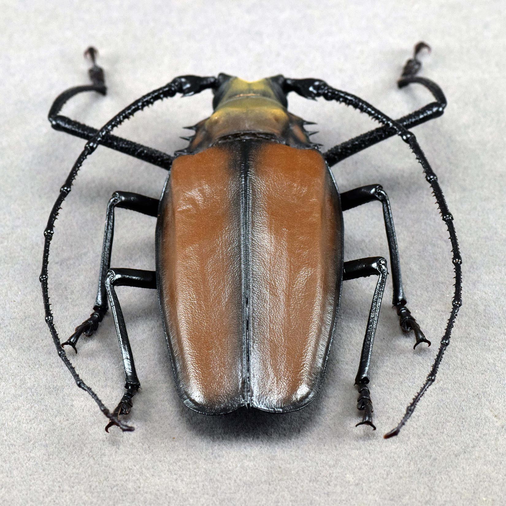 Enoplocerus Armillatus Fridge Magnet Model