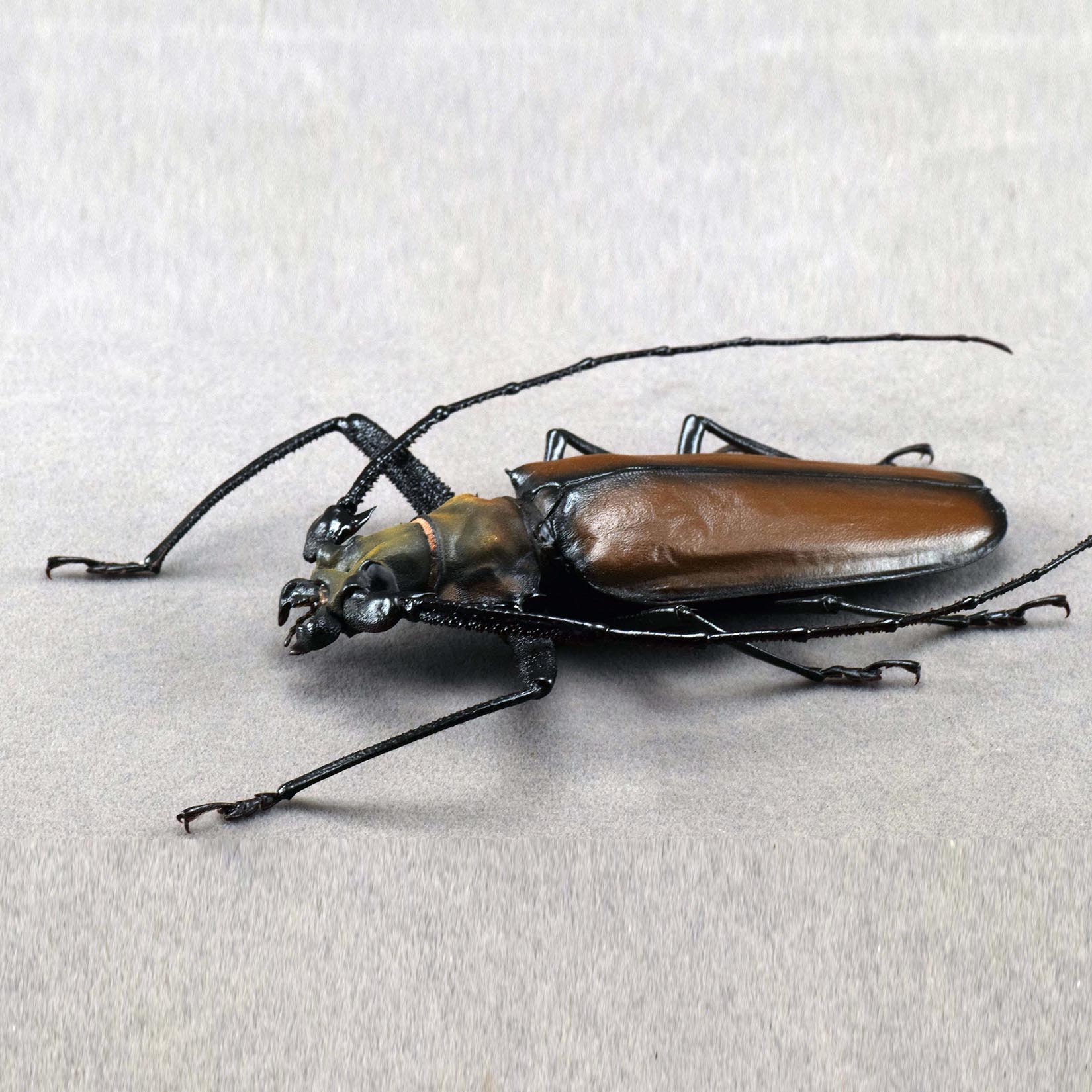Enoplocerus Armillatus Fridge Magnet Model