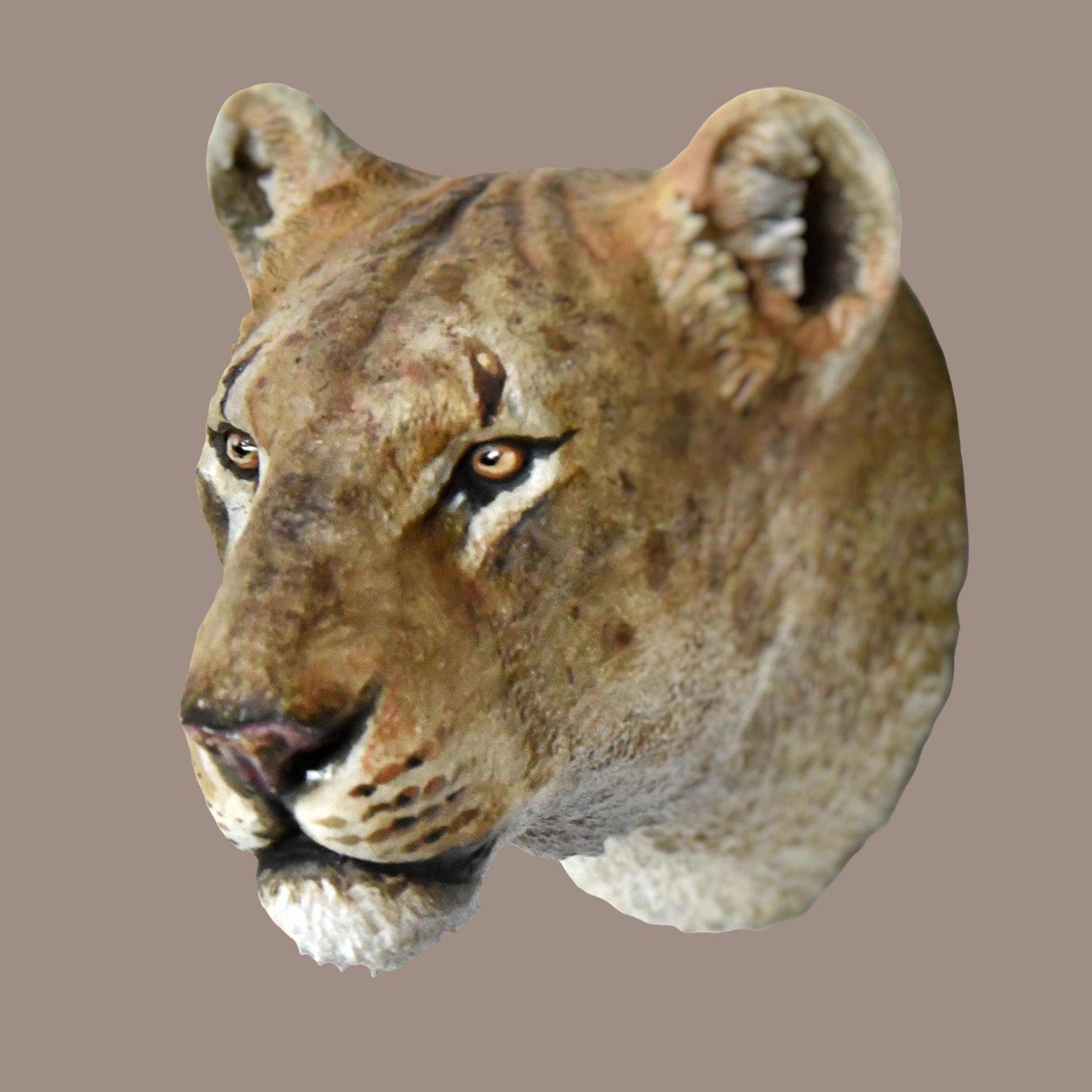 Schildkröten-Serie Tiermodell 