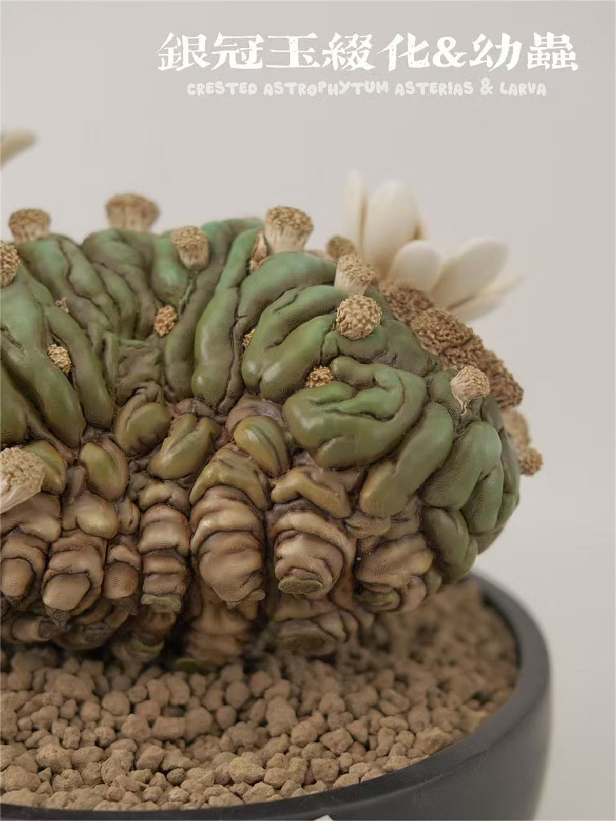 BOWUZHI Studio Caudiciform Monster World Model