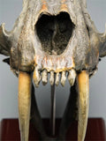 1:1 Scale Machairodus Skull Figure