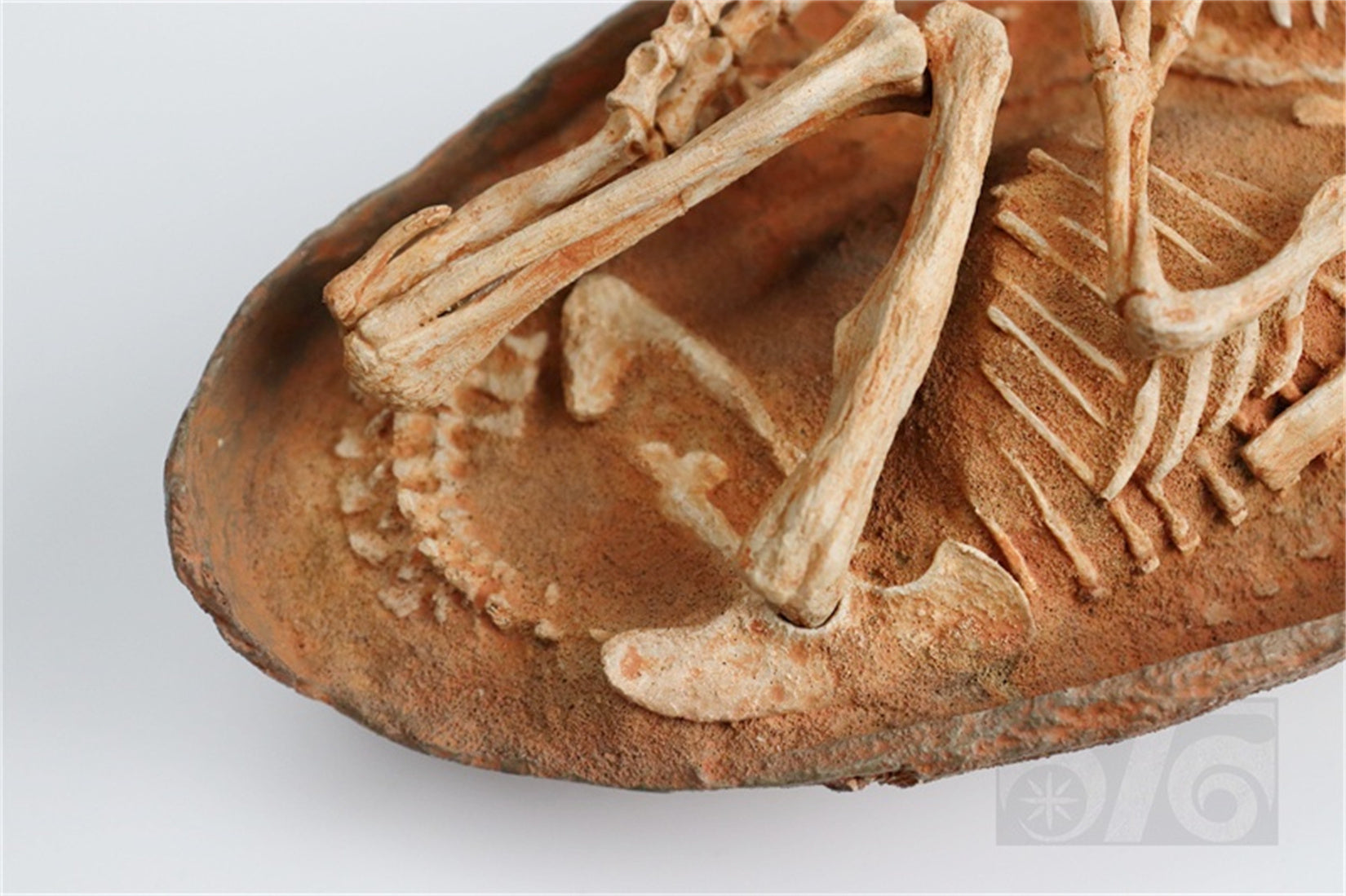 1:1 Scale Velociraptor Dinosaur Egg Model