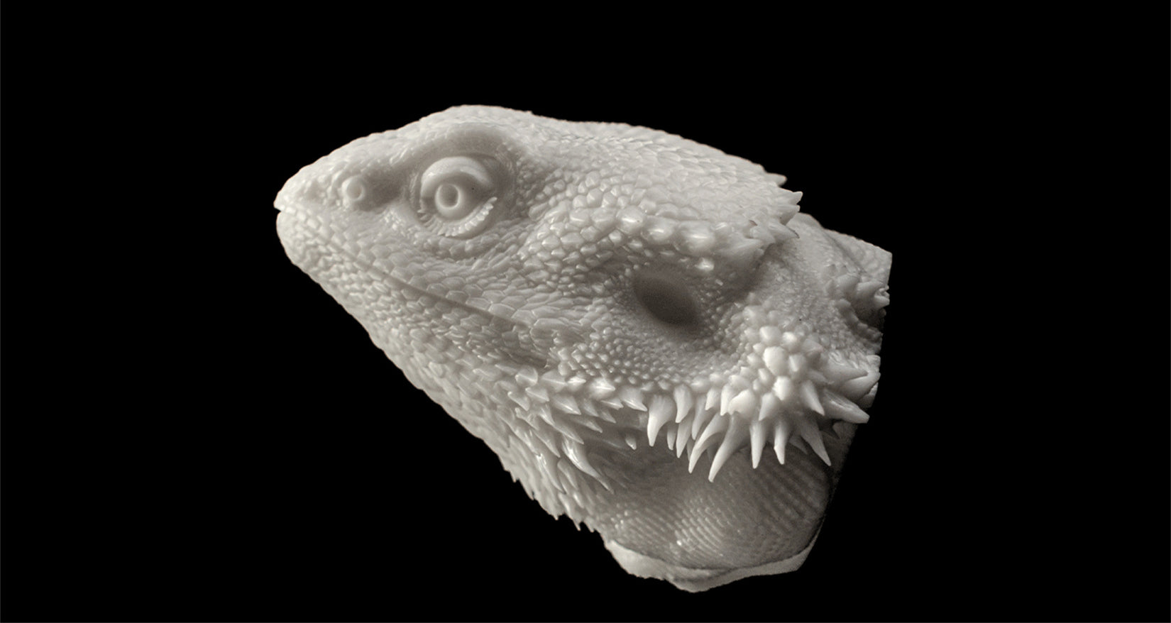 Pogona Vitticeps Head Model
