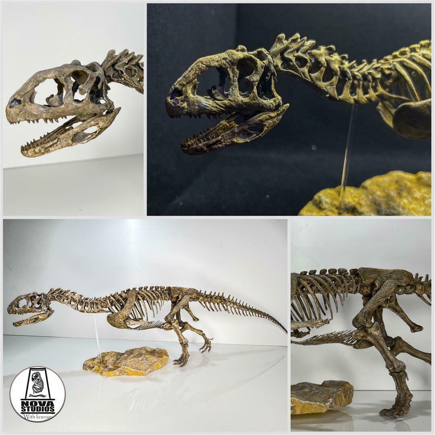Nova Studio 1/6 Scale Majungasaurus crenatissimus keleton Model