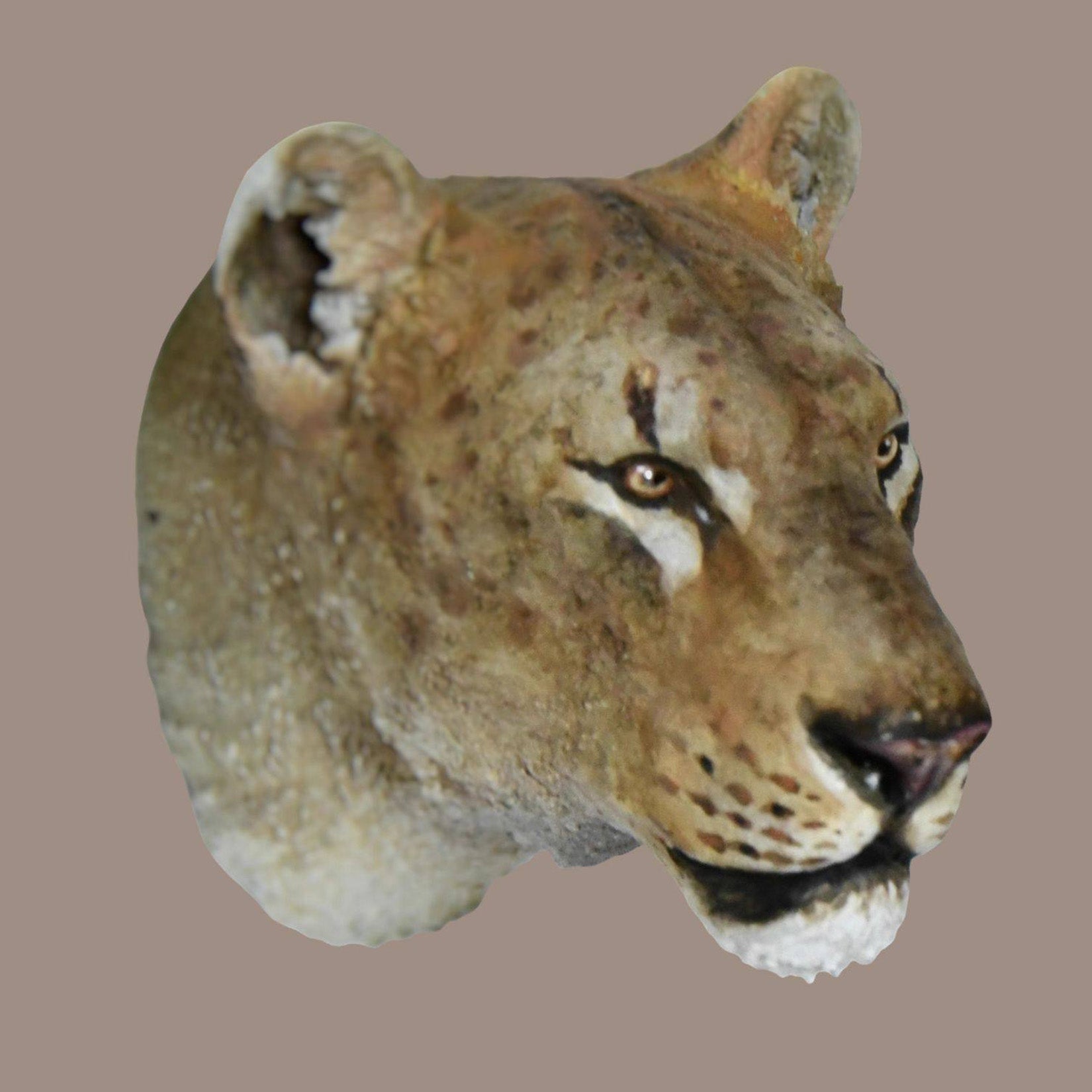 Schildkröten-Serie Tiermodell 