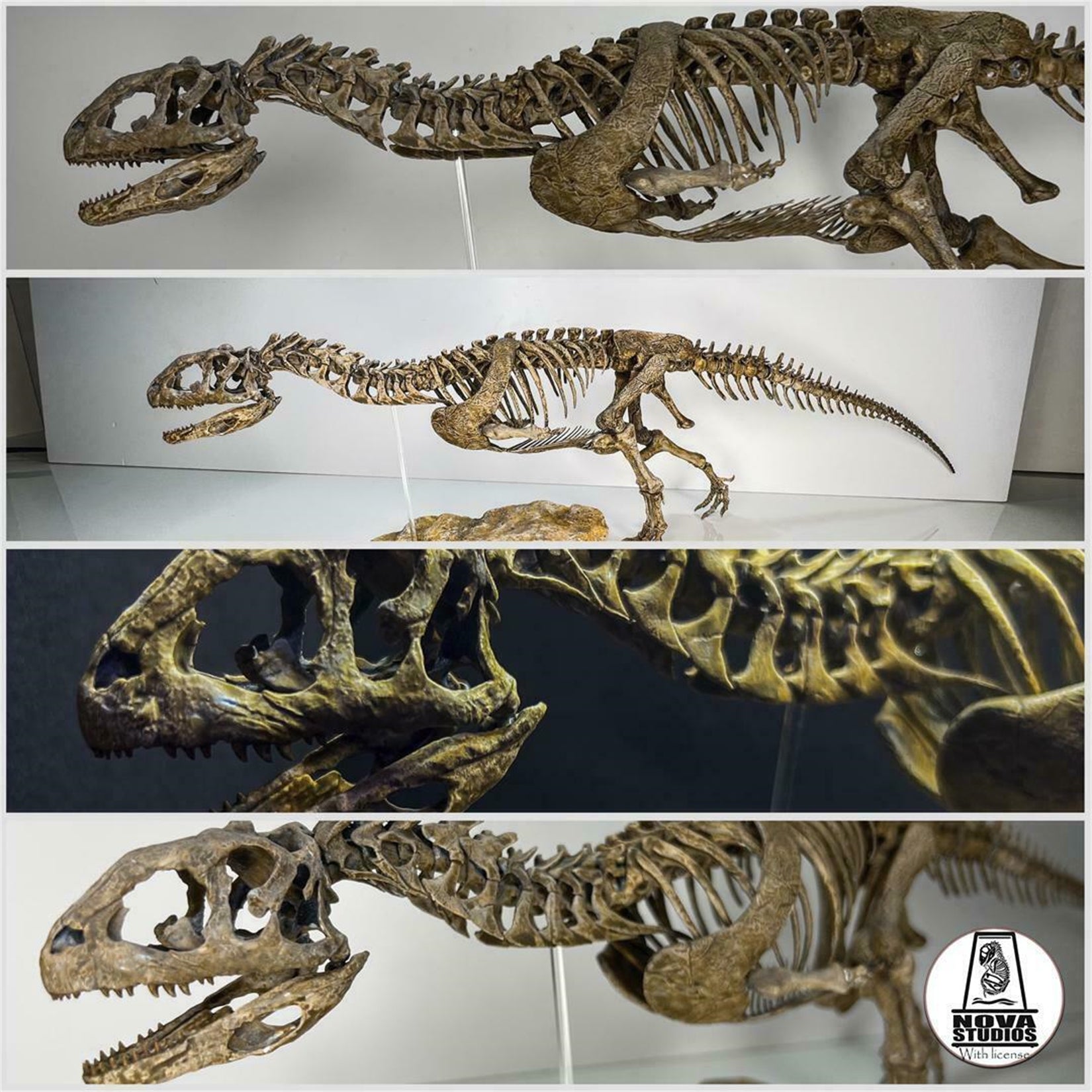 Nova Studio 1/6 Scale Majungasaurus crenatissimus keleton Model