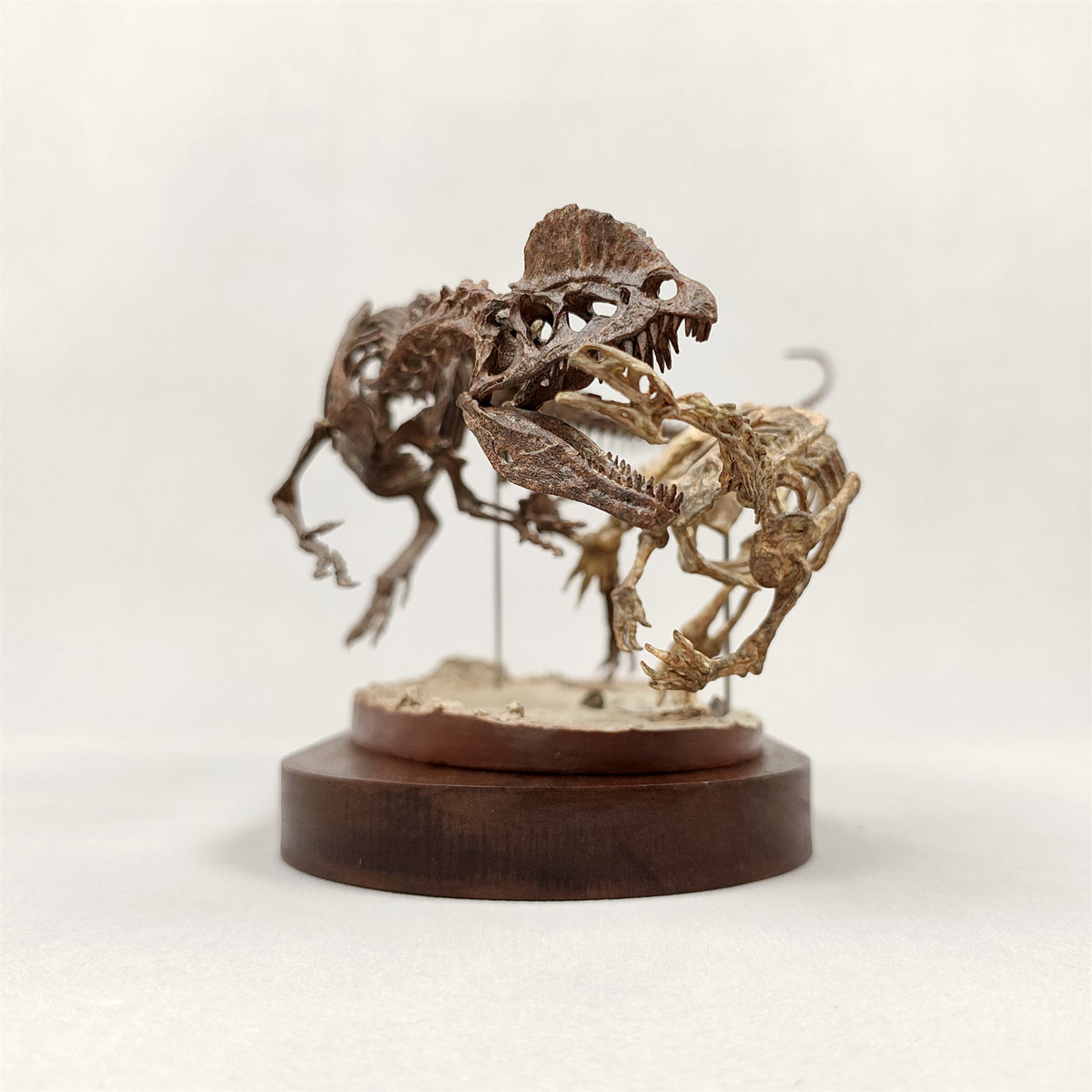 3D Printed 1:10 Scale Dilophosaurus Hunting Skull Model
