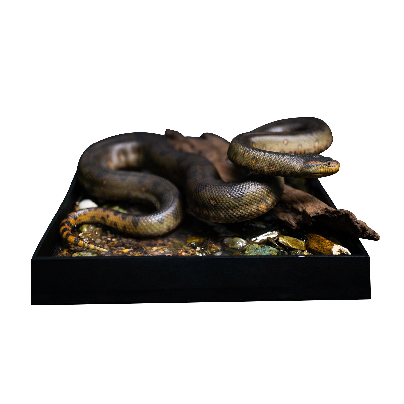 Snake Gorge Green anaconda Model