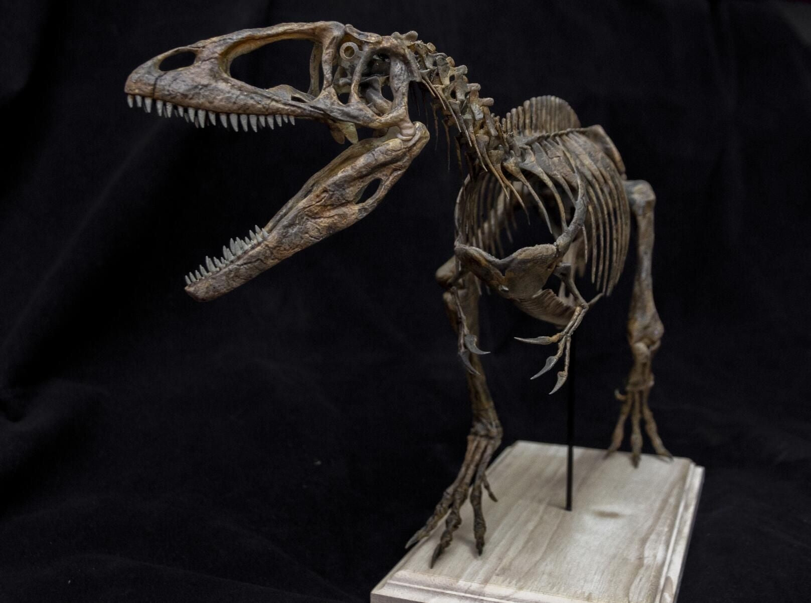 VWUVWU Carcharodontosaurus Skeleton Model