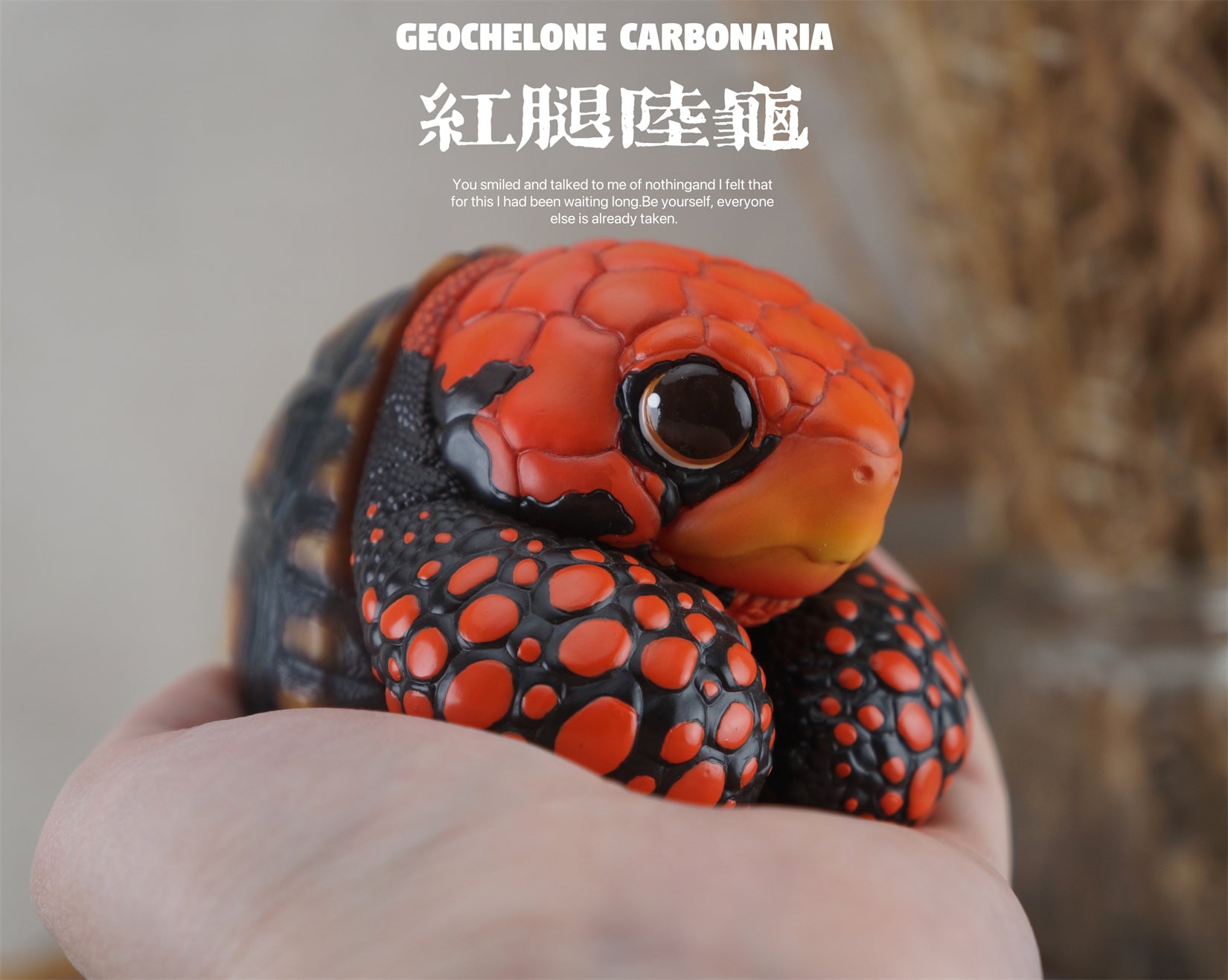 BOWUZHI Studio Geochelone Carbonaria & Chelonoidis Galapagoensis Model