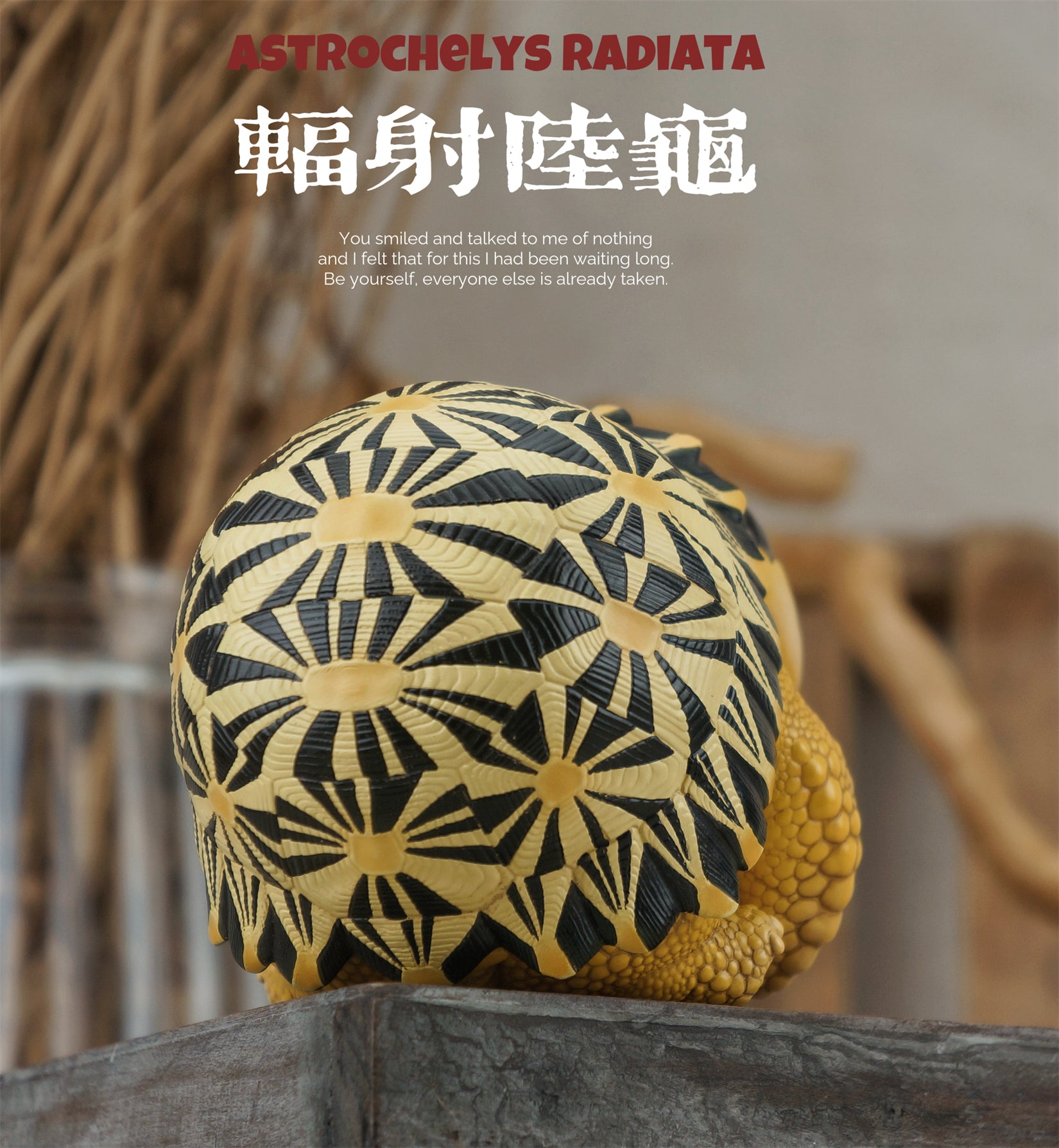 Turtle Series  Animal Model