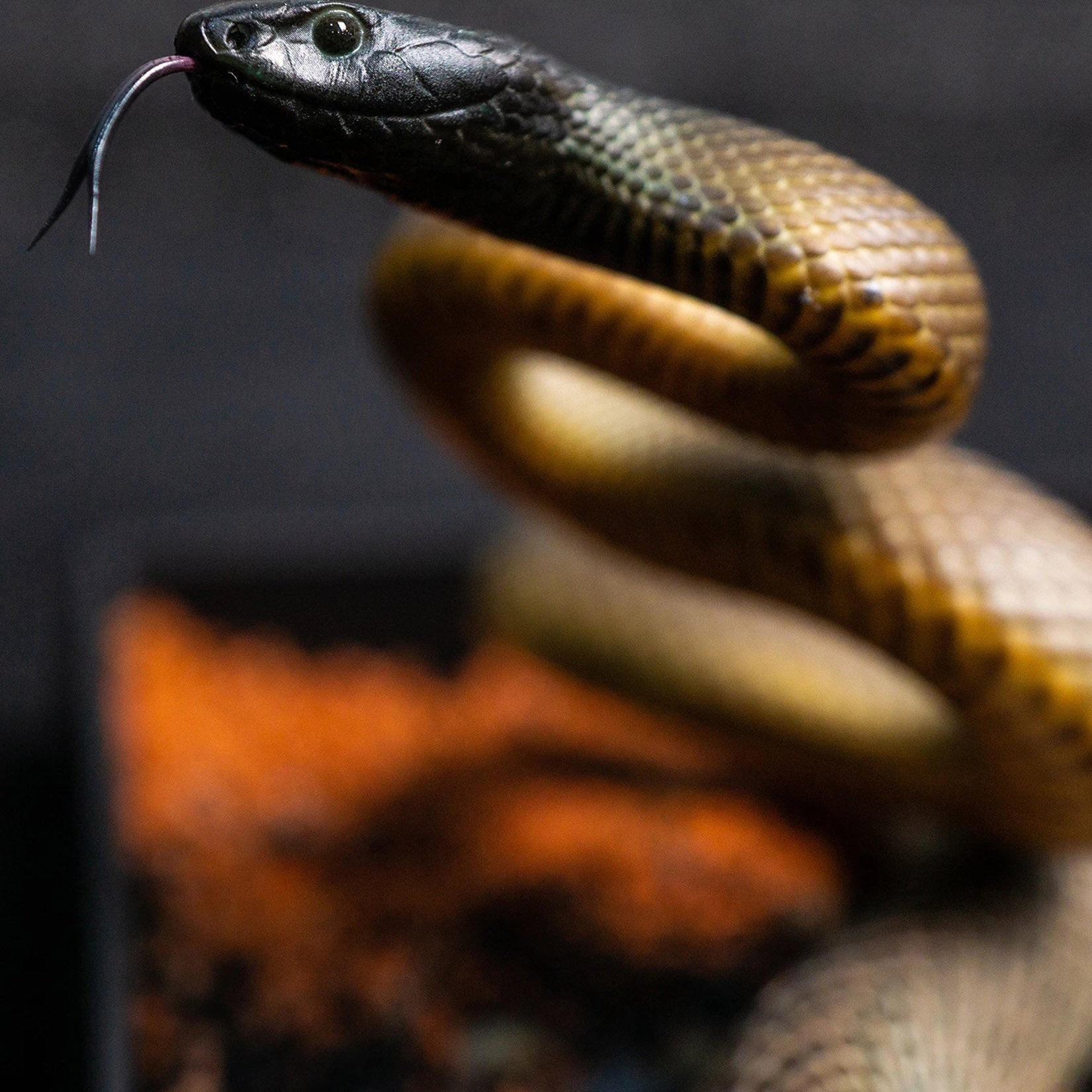 Snake Gorge Inland taipan Model
