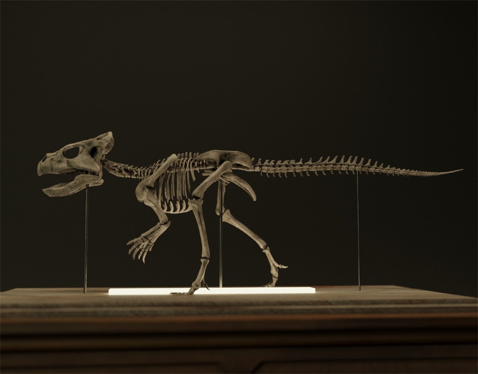 Nova Studio 1/1 Scale Microceratus gobiensis Skeleton Model