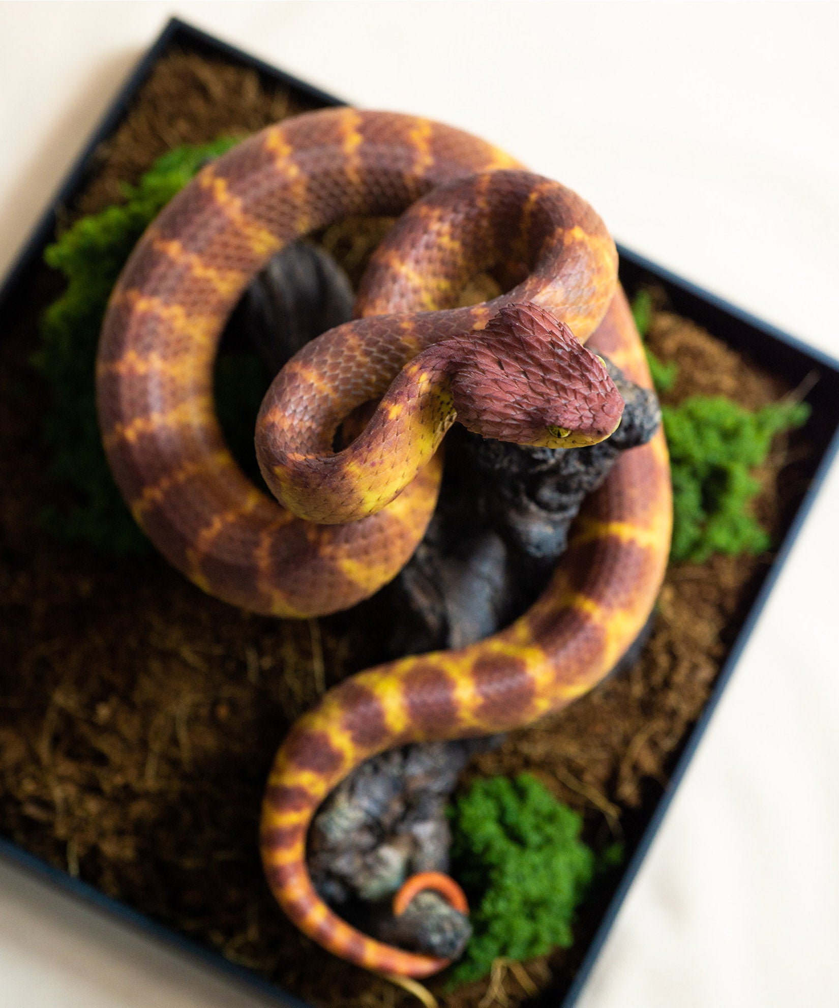 Snake Gorge Red Atheris squamigera Model