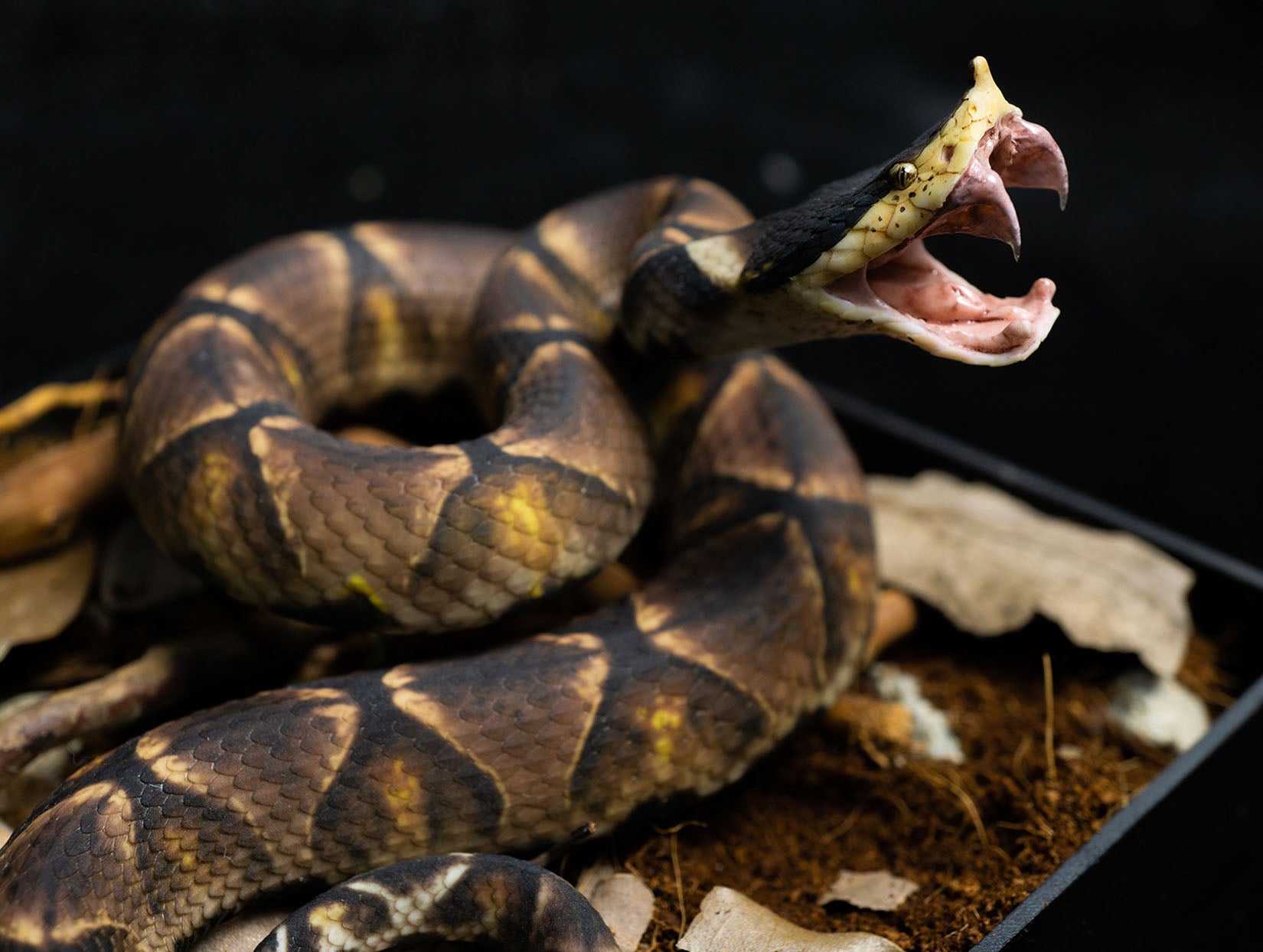 Snake Gorge Chinese Moccasin Attack version Model