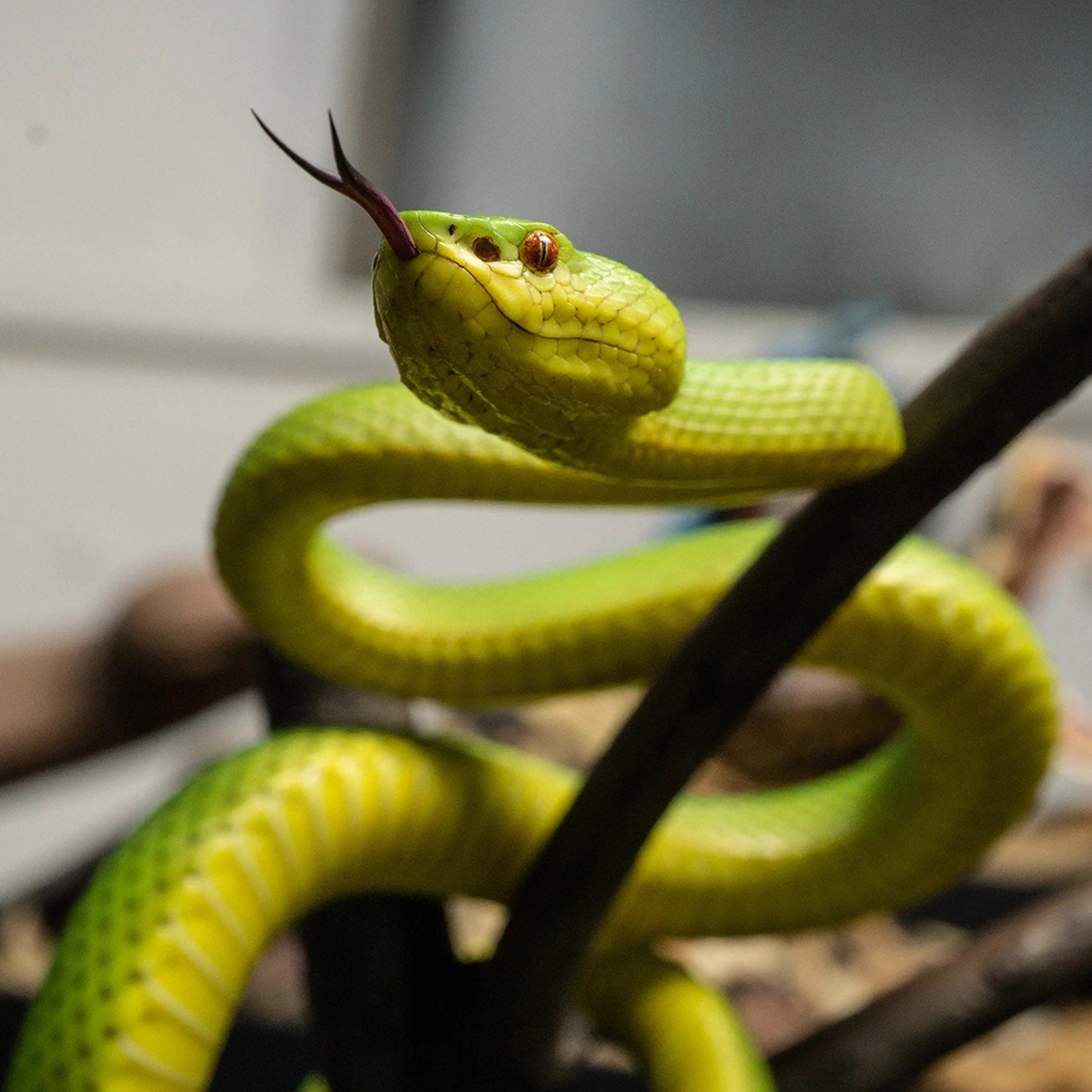 Snake Gorge Trimeresurus albolabris Model