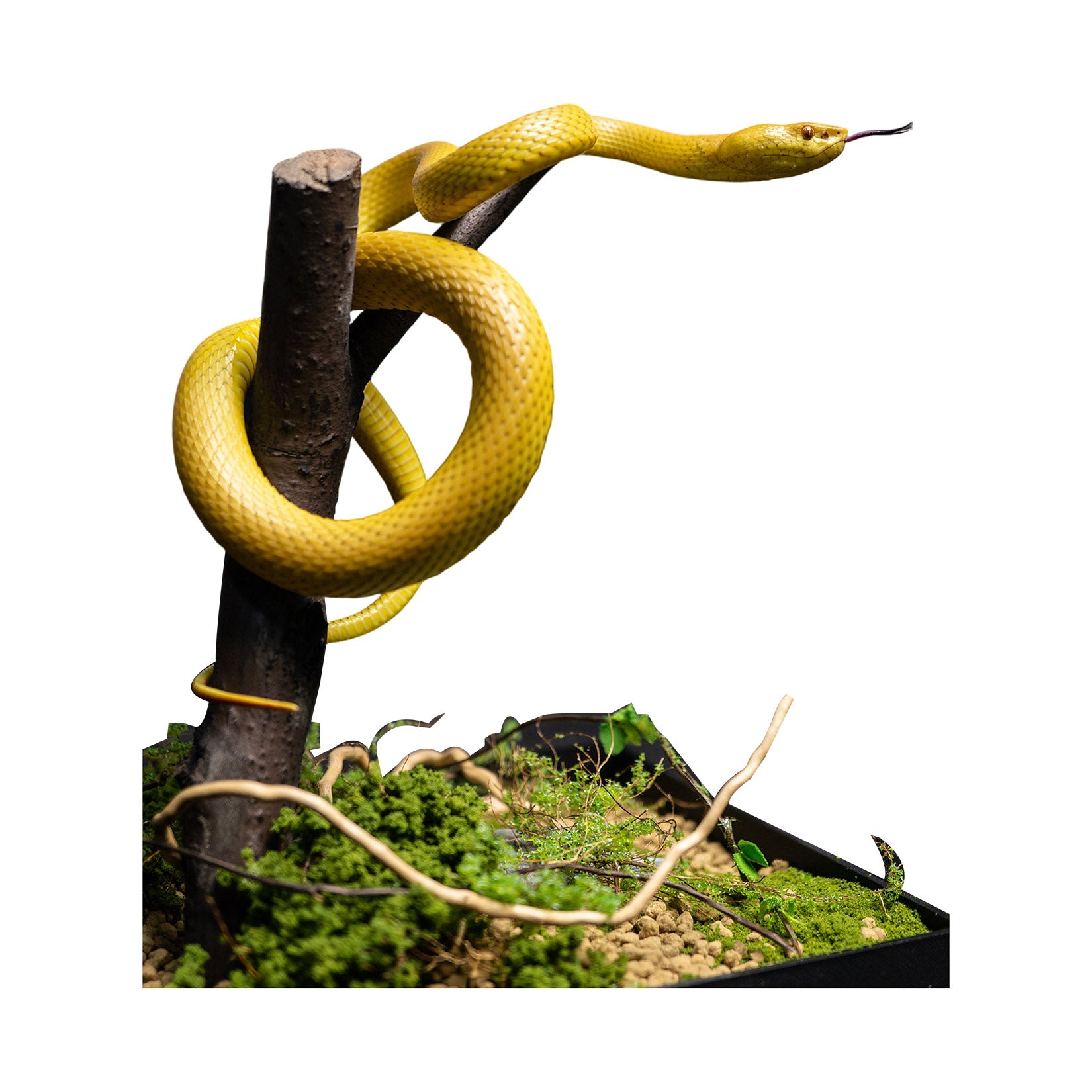 Snake Gorge Cryptelytrops cantori Model