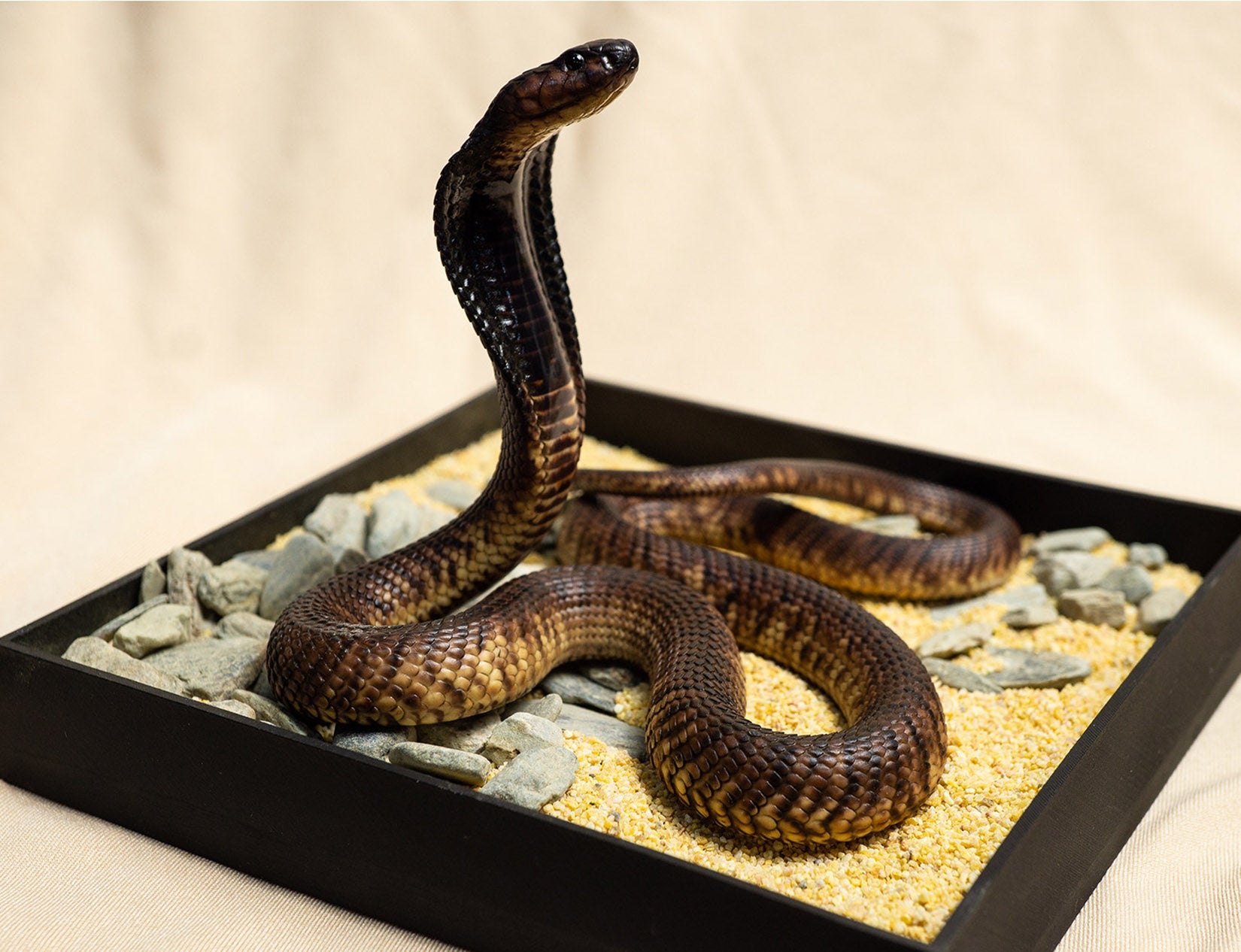 Snake Gorge Egyptian Cobra Model