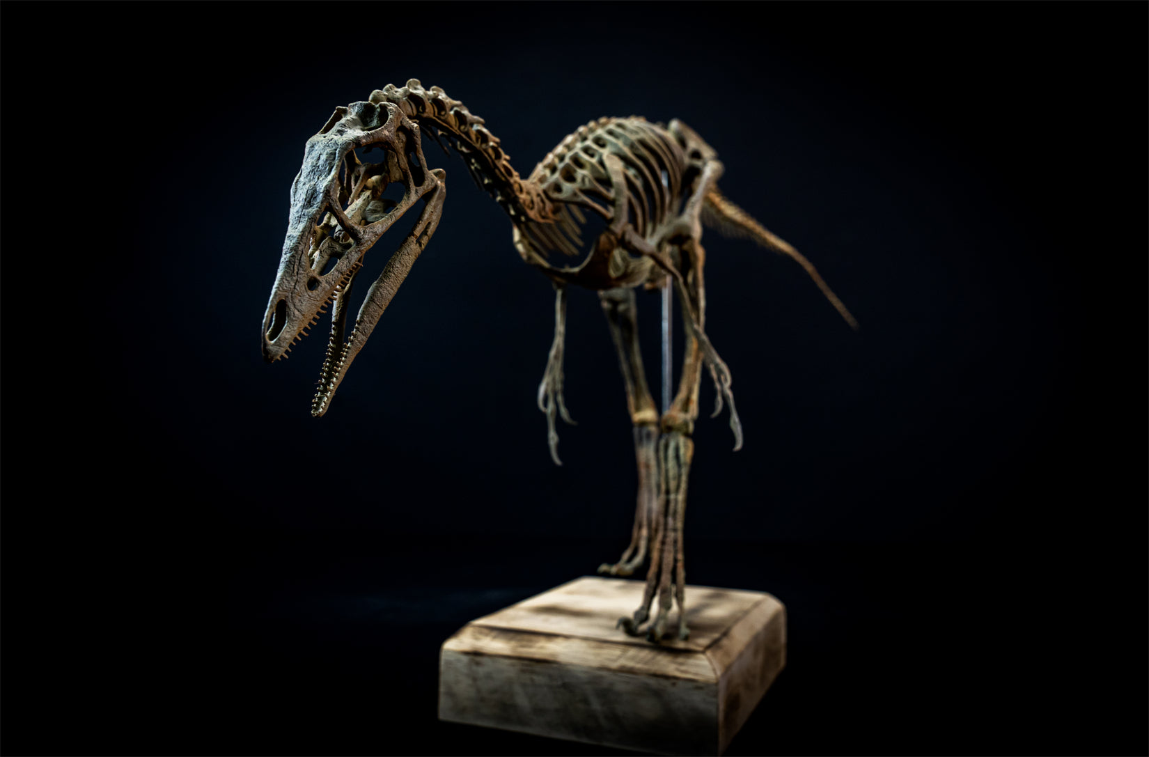 Nova Studio 1/1 Scale Compsognathus longipes Skeleton Model