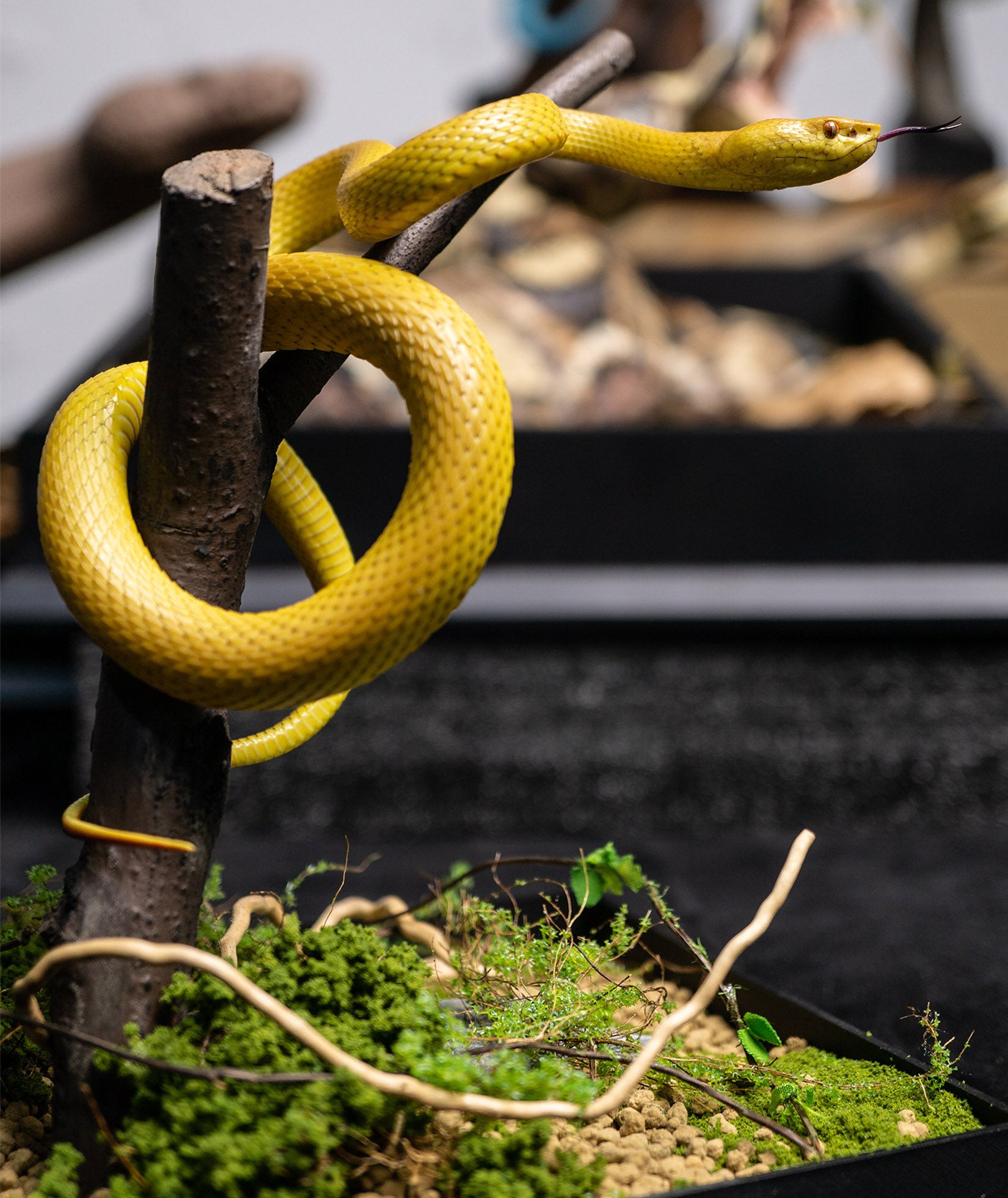 Snake Gorge Cryptelytrops cantori Model