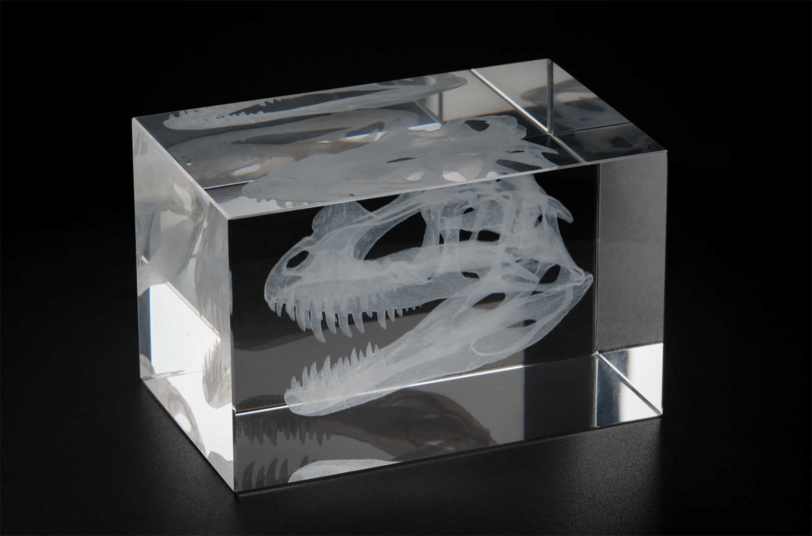 Cerastes Cornutus Schlangenmodell 