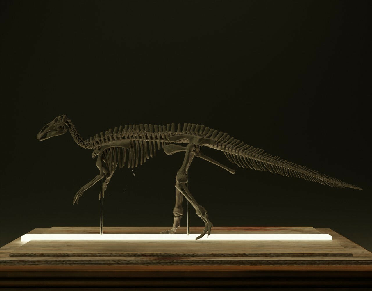 Nova Studio 1/20 Scale Edmontosaurus keleton Model