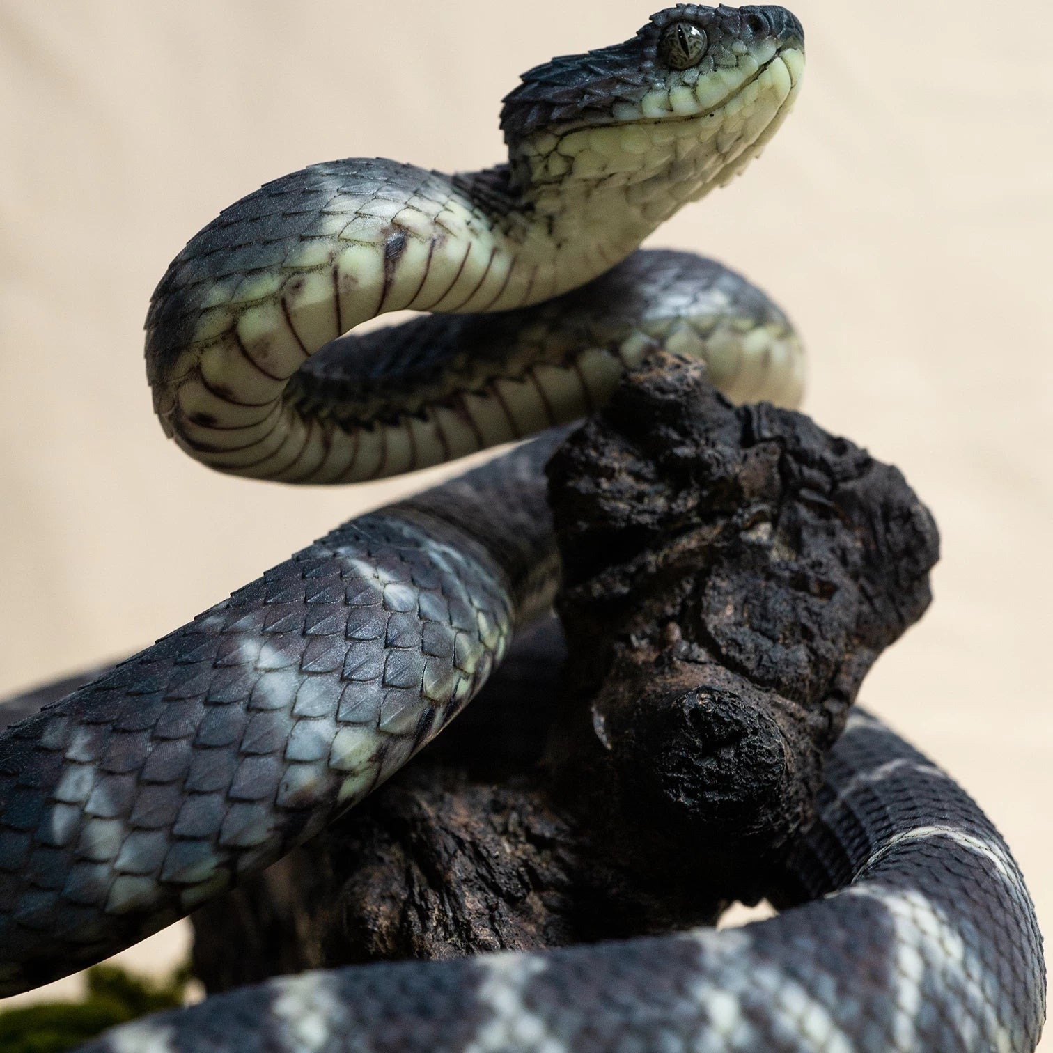 Snake Gorge Black Atheris squamigera Model