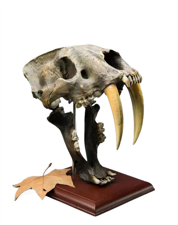 1:1 Scale Machairodus Skull Figure