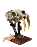 1:1 Scale Machairodus Skull Figure