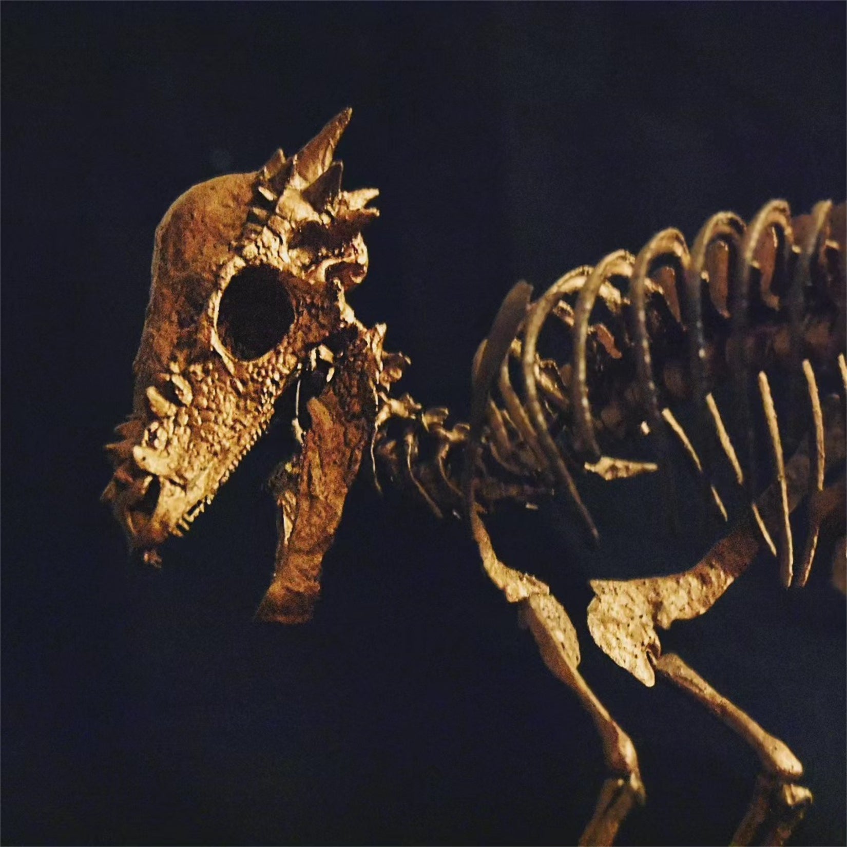Nova Studio 1/8 Scale Pachycephalosaurus wyomingensis Skeleton Model