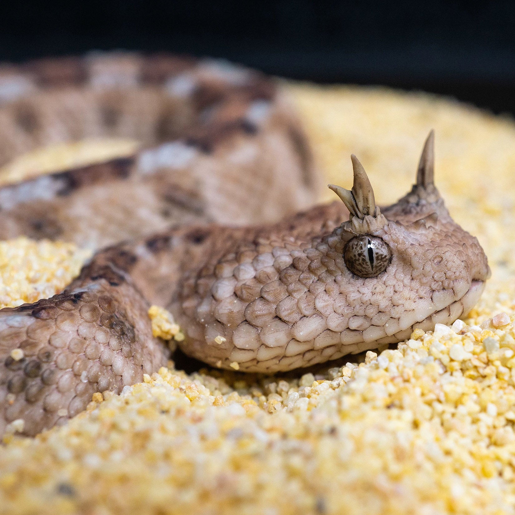 Snake Gorge Saharan horned viper Model