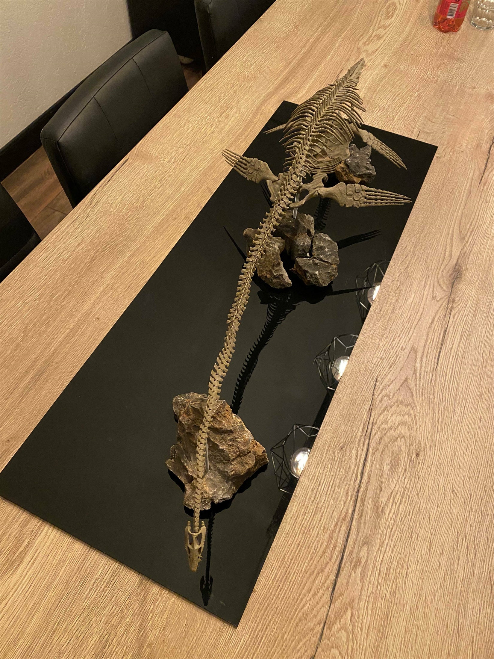 Nova Studio 1/8 Scale Elasmosaurus platyurus keleton Model