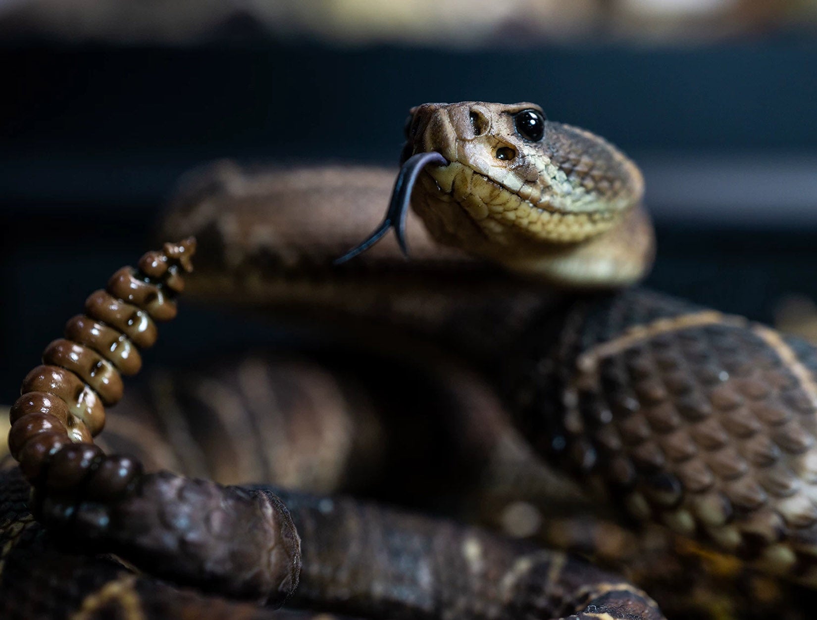 Snake Gorge Crotalus durissus Model
