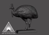 Art&Evolution Studio Southern Cassowary Animal Model