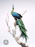 Lee 1/10 Scale Green Peafowl Scene Model