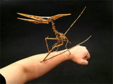 1/10 Pteranodon Skeleton Model