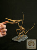 1/10 Pteranodon Skeleton Model