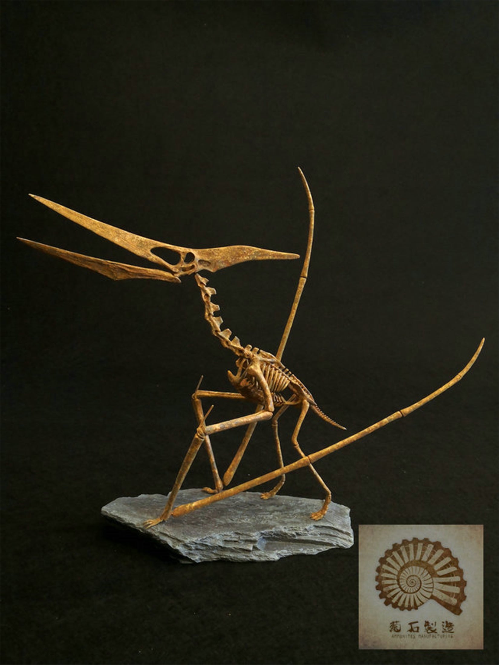 1/10 Pteranodon Skeleton Model