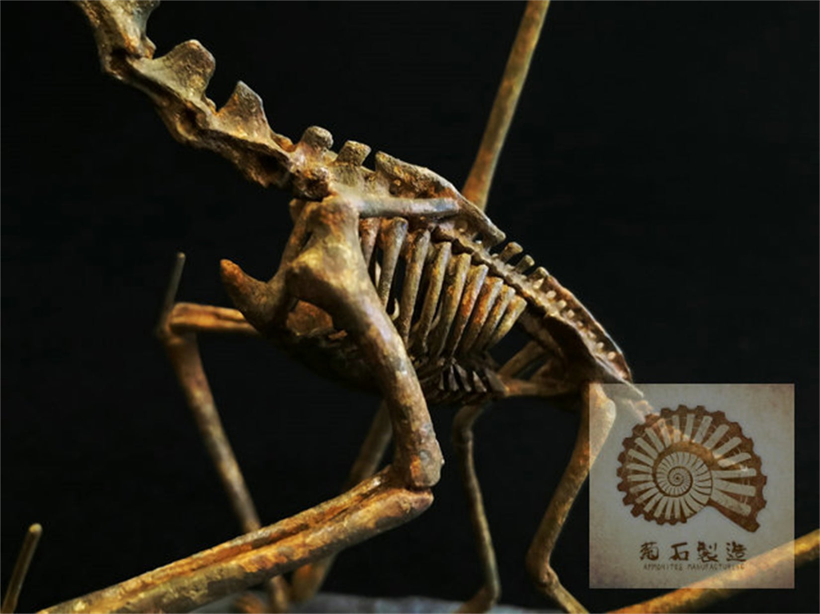 1/10 Pteranodon Skeleton Model