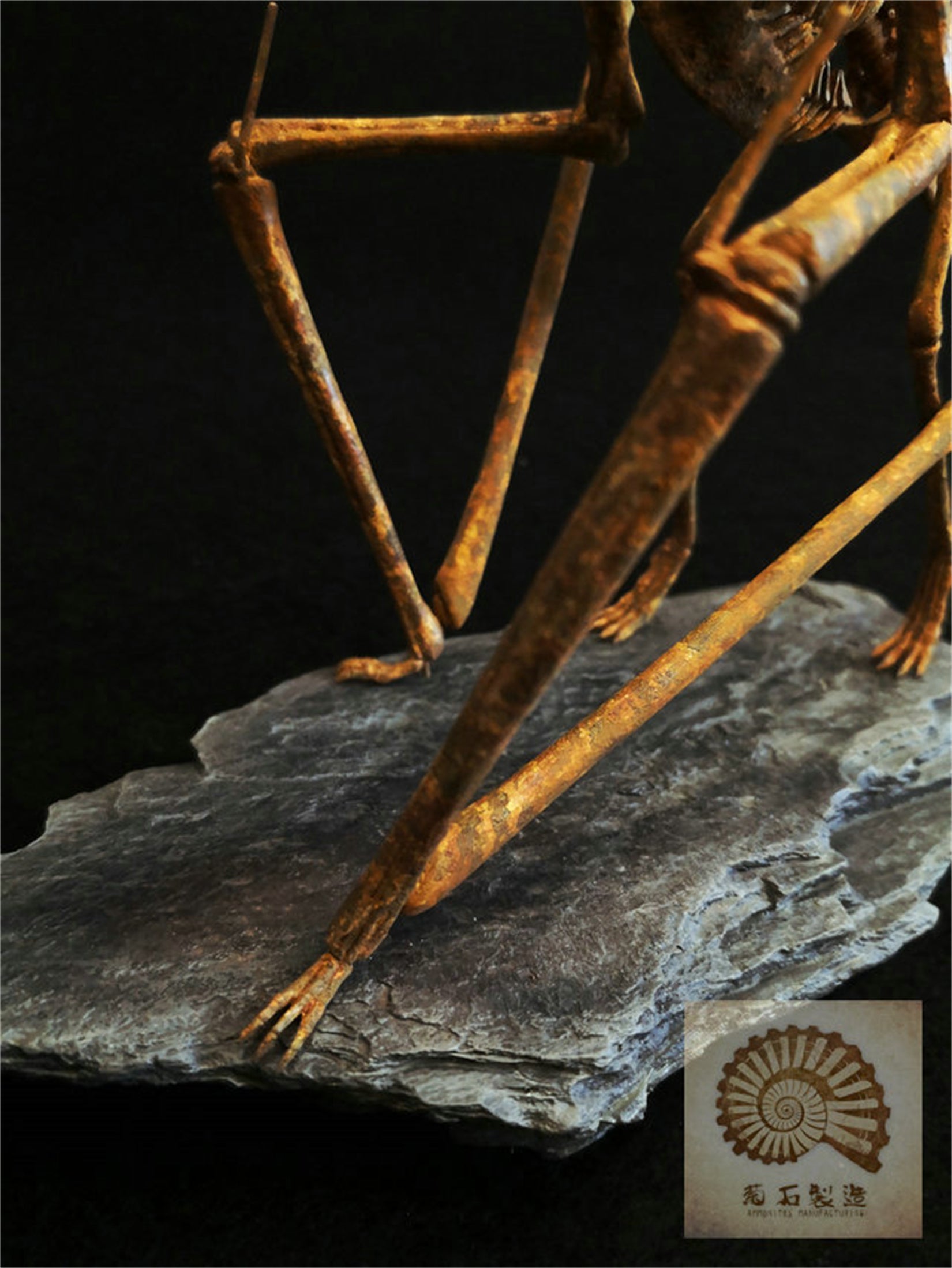 1/10 Pteranodon Skeleton Model